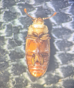 Antherophagus pallens underside Copyright: Robert Smith