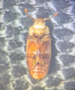 Antherophagus pallens underside 