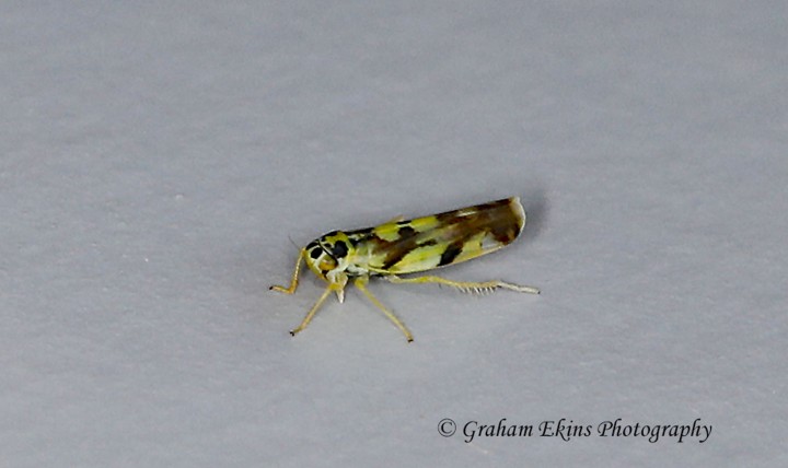 Eupteryx aurata  (Potato Leafhopper) Copyright: Graham Ekins