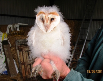 Barn Owl chick Copyright: Graham Smith
