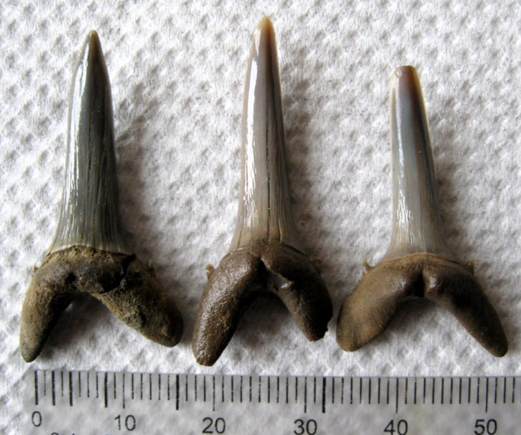 Striatolamia striata shark teeth Walton on Naze Copyright: William George