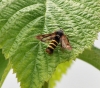 Female Raspberry Clearwing Moth Copyright: Angela Craig