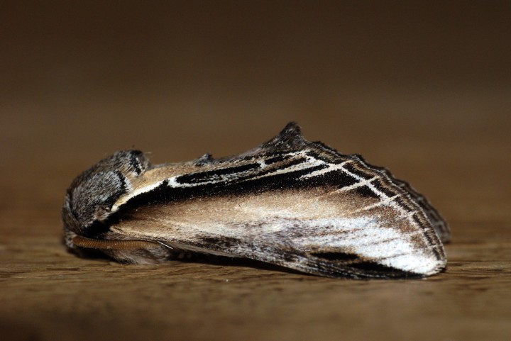 Swallow Prominent Copyright: Ben Sale