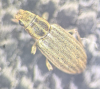 Sitona lineatus 