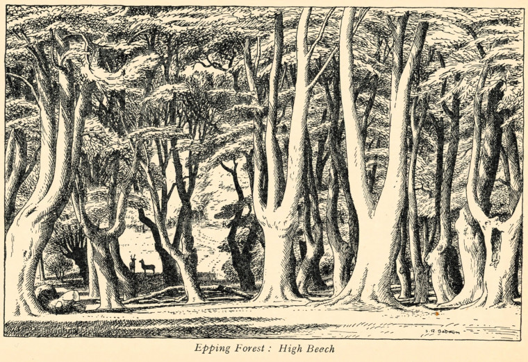 Epping Forest near High Beech Bax 1939 Copyright: S R Badmin