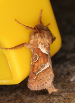 Orange Swift Triodia sylvina male Copyright: P.R. Harvey