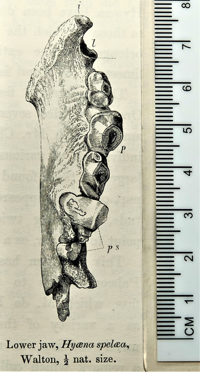 Walton on the Naze Hyaena lower jaw 120000 years old Copyright: William George