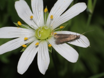 Metriotes lutaria moth on foodplant Greater stitchwort Copyright: Peter Furze