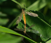 Crane fly pair Terling Copyright: Peter Squire