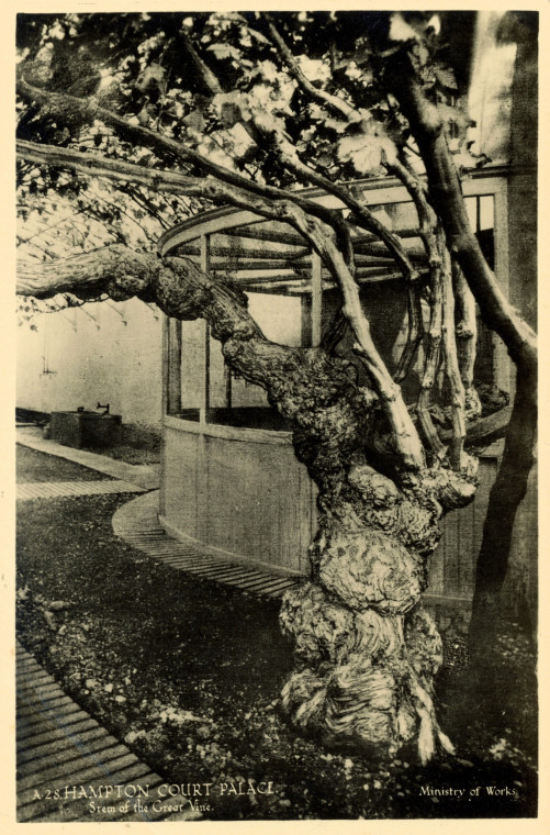 Hampton Court Vine Stem Copyright: Ministry of Works