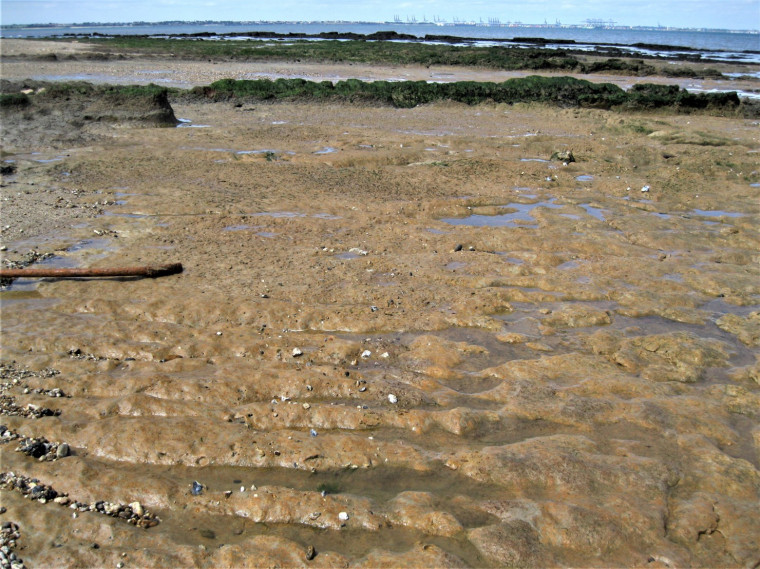 Walton on the Naze Loess Deposit exposed on foreshore Copyright: William George