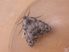 Small Black Arches Copyright: Russell Neave