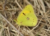 Clouded Yellow Copyright: Sue Grayston