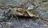 Angle Shades (Phlogophora meticulosa) 6 Copyright: Graham Ekins