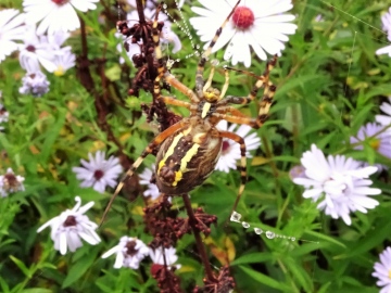 Wasp Spider - Underneath Copyright: Raymond Small