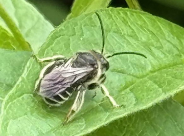 Macropis europaea 2 Copyright: Tony Gunton