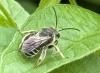 Macropis europaea 2 