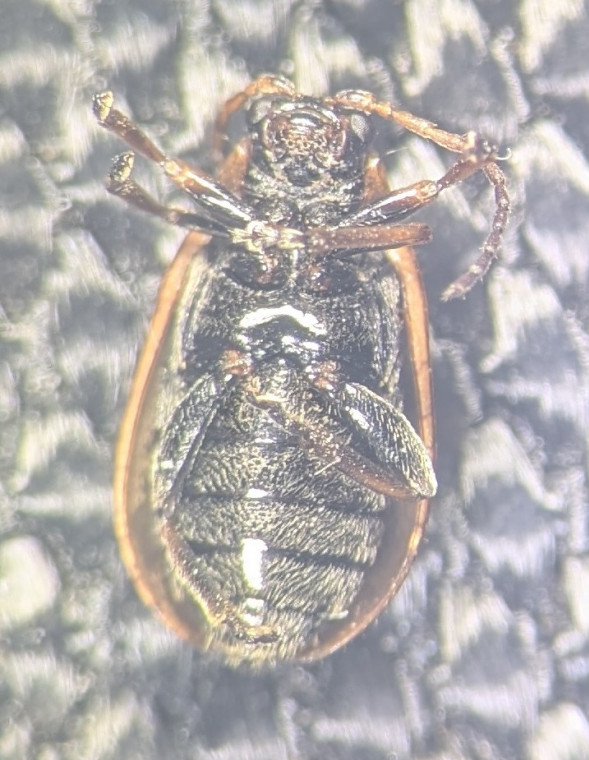 Lochmaea suturalis underside Copyright: Robert Smith