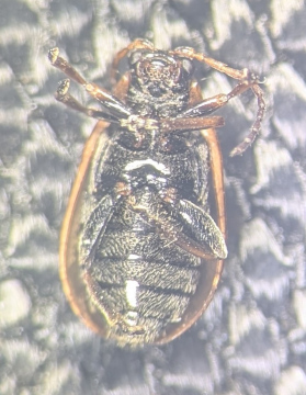 Lochmaea suturalis underside Copyright: Robert Smith