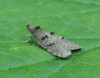 Luquetia lobella to MV light Little Clacton 2nd June 2024