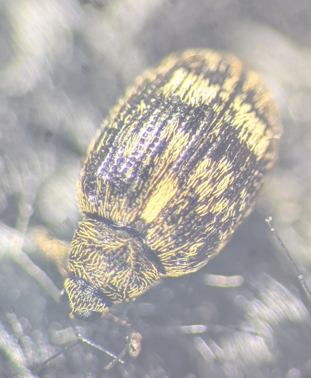 Orchestes rusci Copyright: Robert Smith