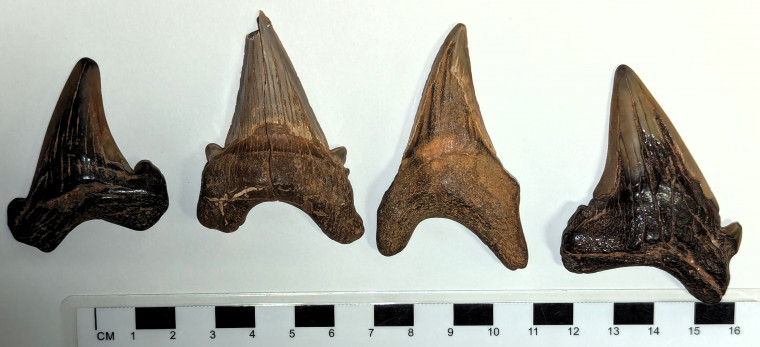 Otodus obliquus shark teeth derived from London Clay Suffolk Copyright: William George