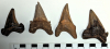 Otodus obliquus shark teeth derived from London Clay Suffolk