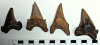 Otodus obliquus shark teeth derived from London Clay Suffolk 