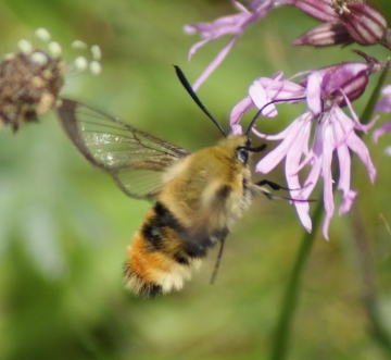 nectaring on Ragged Robin Copyright: Robert Smith