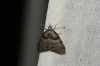 Short Cloaked Moth 2 Copyright: Ben Sale