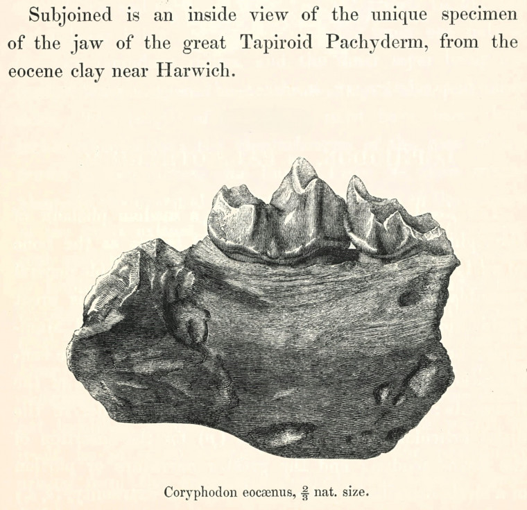 Coryphodon eocaenus fossil inside  view of lower jaw 1845 image Copyright: William George