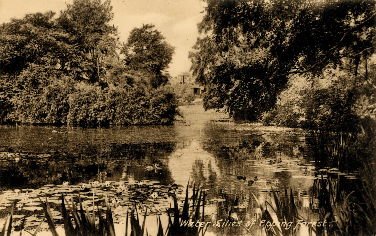 Epping Forest Water Lilies Copyright: William George