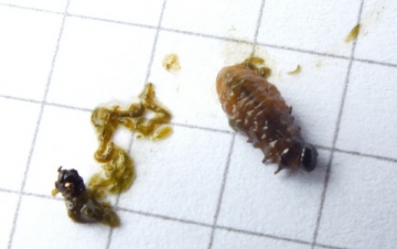 Unclothed Lily Beetle Grub Copyright: Peter Pearson