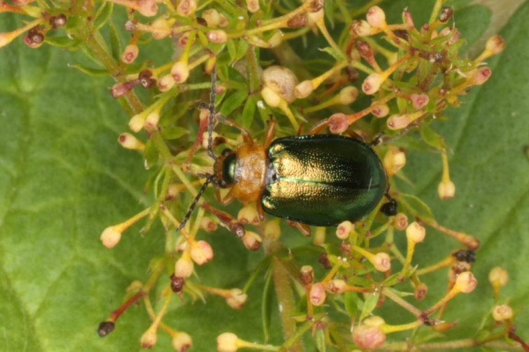 Sermylassa halensis leaf beetle Copyright: Peter Harvey