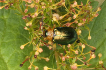 Sermylassa halensis leaf beetle Copyright: Peter Harvey