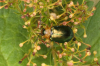 Sermylassa halensis leaf beetle 