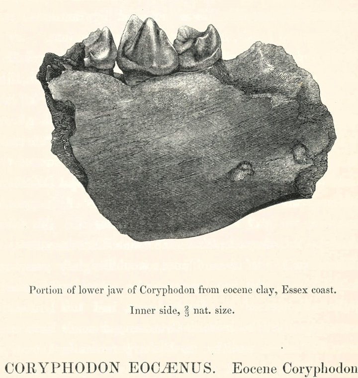 Coryphodon eocaenus fossil lower jaw 1845 image Copyright: William George