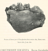 Coryphodon eocaenus fossil lower jaw 1845 image  