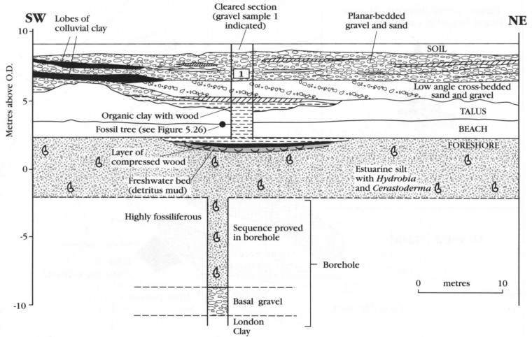 Cudmore Grove Pleistocene Channel Section David Bridgland Copyright: William George