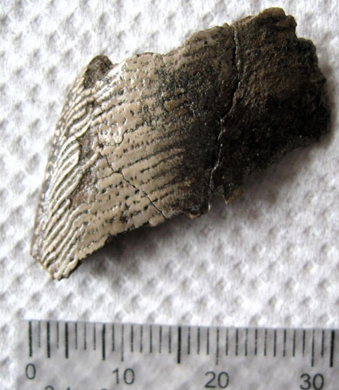 Amylodon eocaena chimaeroid plate with tritors Walton on Naze Copyright: William George