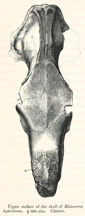 Rhinoceros leptorhinus  skull Clacton 1845 Owen image Copyright: William George