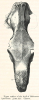 Rhinoceros leptorhinus  skull Clacton 1845 Owen image 