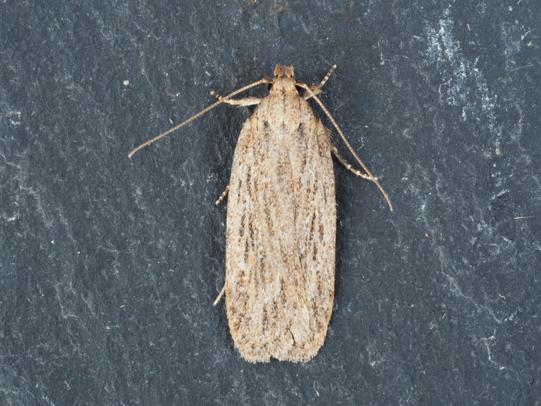 Depressaria duacella Little Clacton 19th March 2024 Copyright: Gavin Price