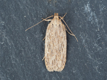 Depressaria duacella Little Clacton 19th March 2024 Copyright: Gavin Price