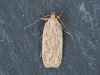 Depressaria duacella Little Clacton 19th March 2024 Copyright: Gavin Price