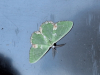 Blotched Emerald Epping 