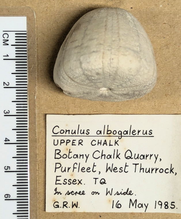 Conulus albogalerus fossil sea urchin profile Copyright: William George