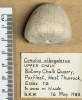 Conulus albogalerus fossil sea urchin profile 