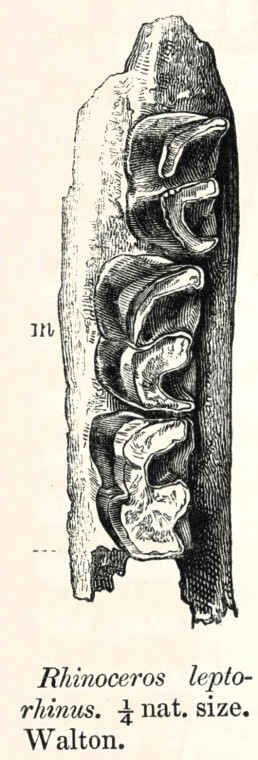 Rhinoceros leptorhinus  jaw Pleistocene Walton 1845 image Copyright: William George