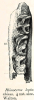 Rhinoceros leptorhinus  jaw Pleistocene Walton 1845 image 